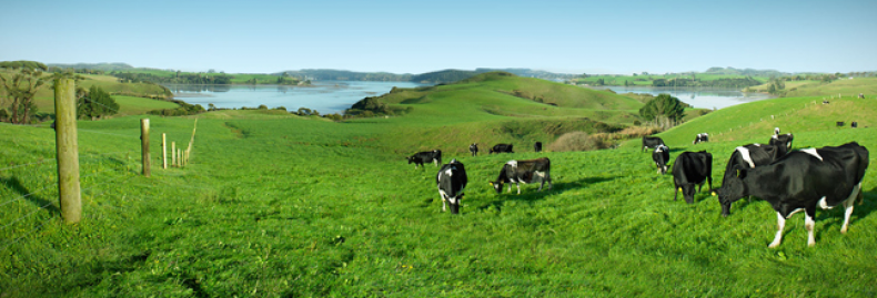 Dairy Farming Dairy Farming