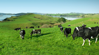 Dairy Farming Dairy Farming