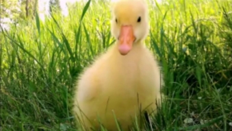 Embedded thumbnail for Social Media Facebook Videos