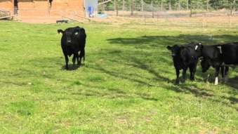 Embedded thumbnail for Zoetis - Rupert Talks Mastitis (Pre-roll)